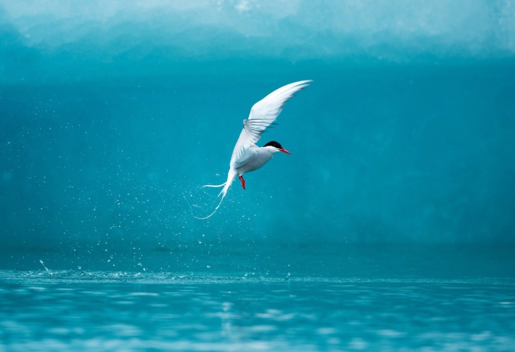 Screenshot №1 pro téma Arctic Tern