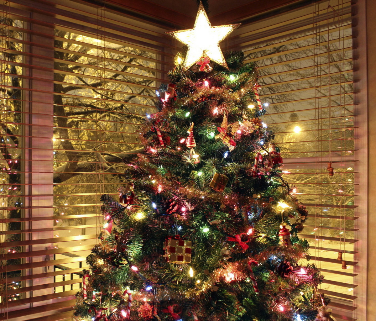 Обои Christmas Tree With Star On Top 1200x1024
