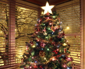 Sfondi Christmas Tree With Star On Top 176x144