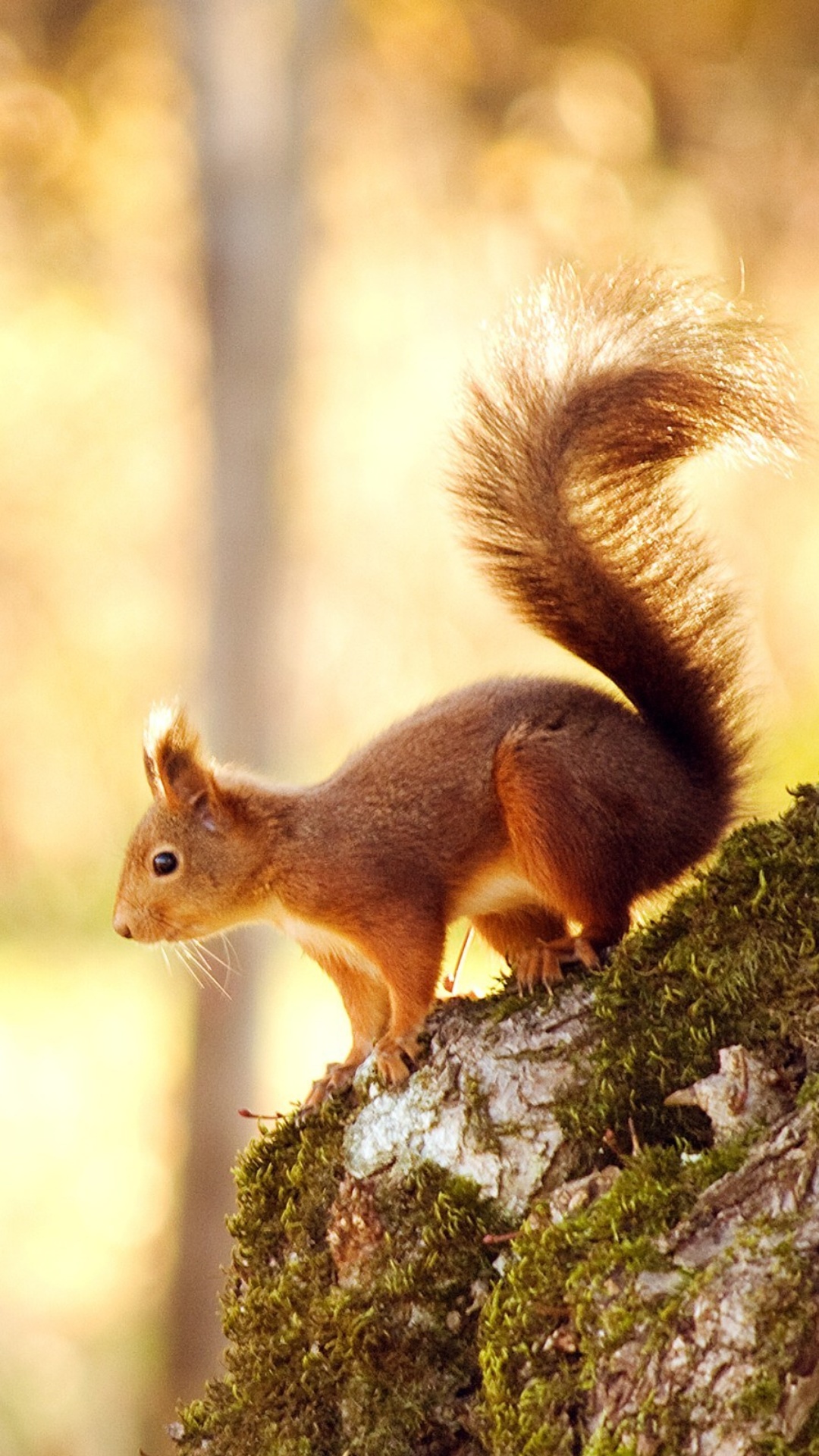 Обои Nice Squirrel 1080x1920