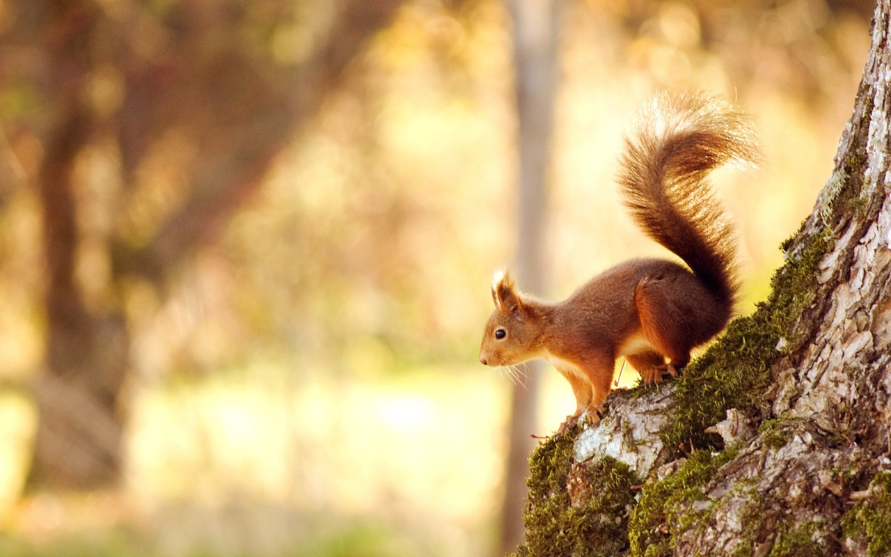 Nice Squirrel wallpaper 1280x800