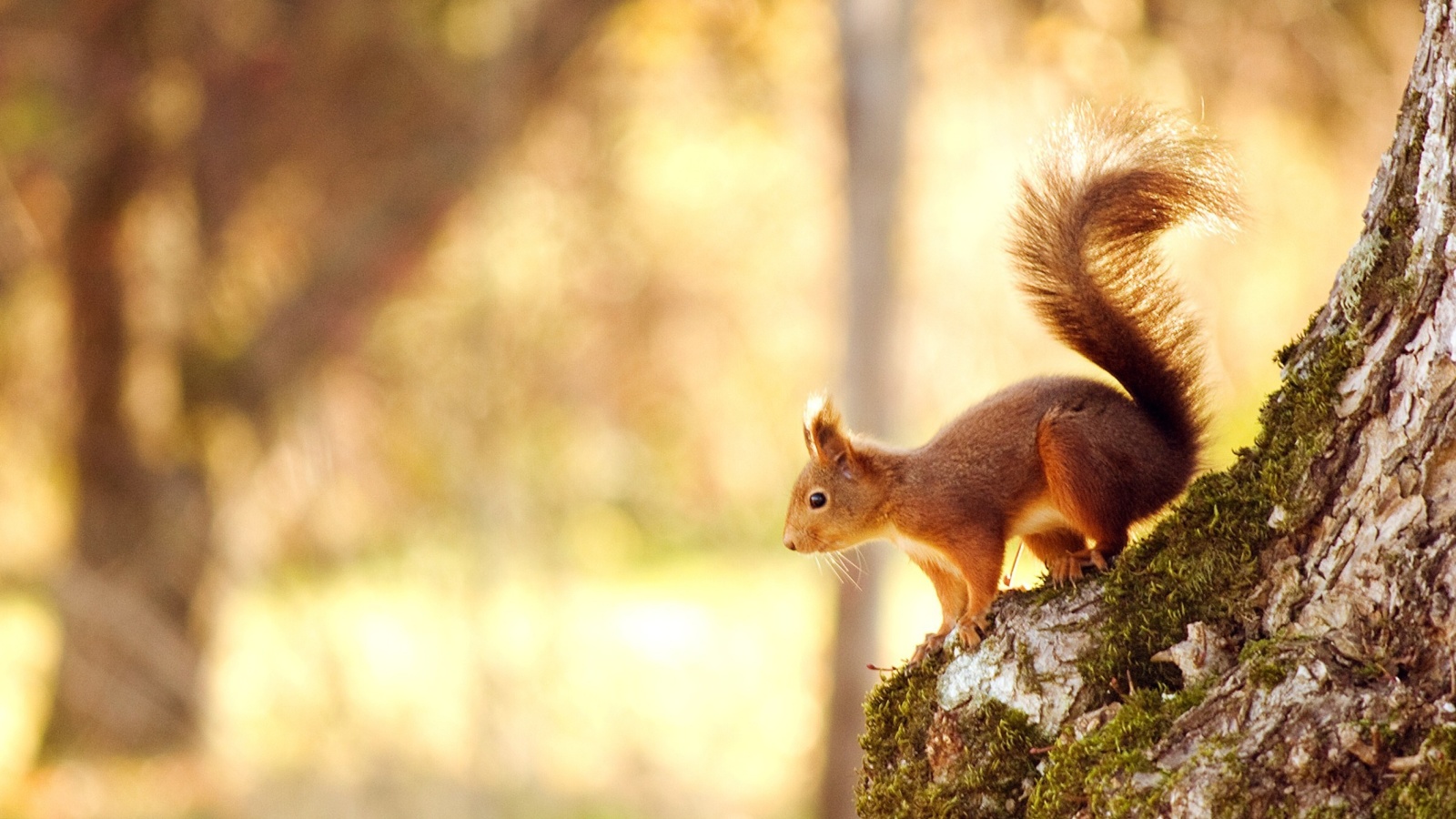 Das Nice Squirrel Wallpaper 1600x900