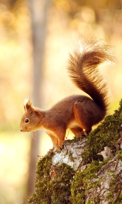 Обои Nice Squirrel 240x400