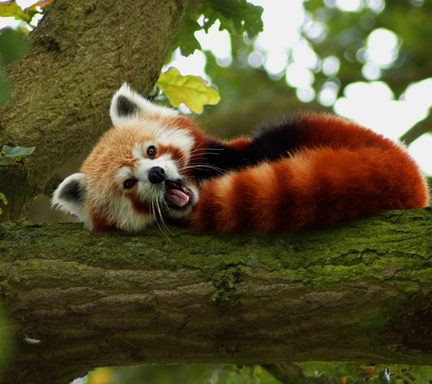 Обои Red Panda Yawning 1440x1280
