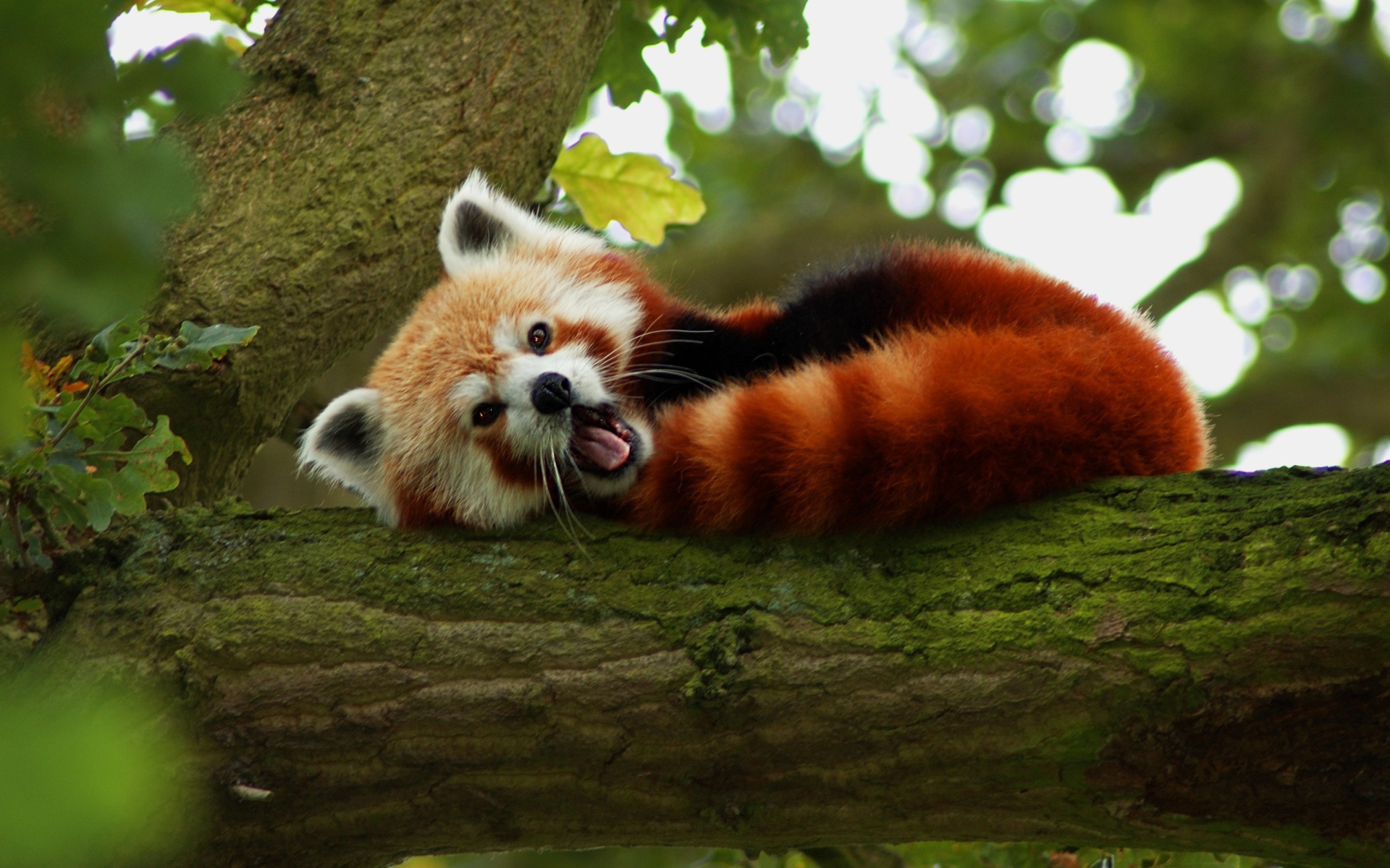 Обои Red Panda Yawning 1920x1200