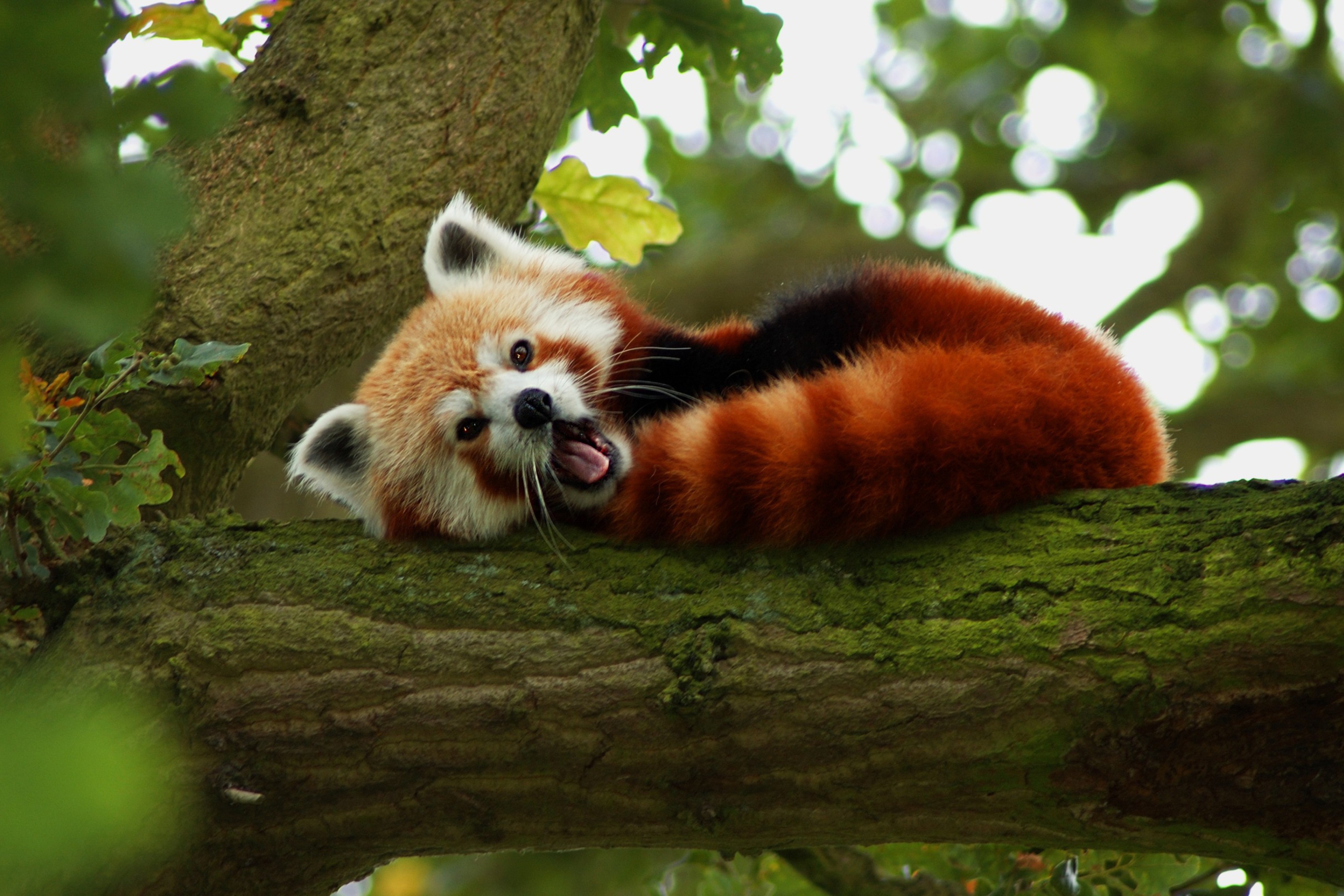 Обои Red Panda Yawning 2880x1920
