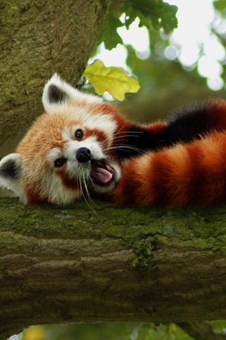 Das Red Panda Yawning Wallpaper 320x480