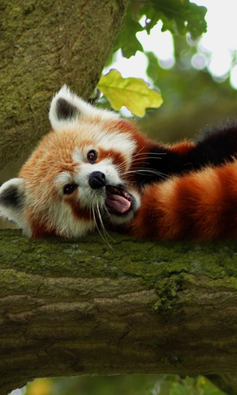 Обои Red Panda Yawning 480x800