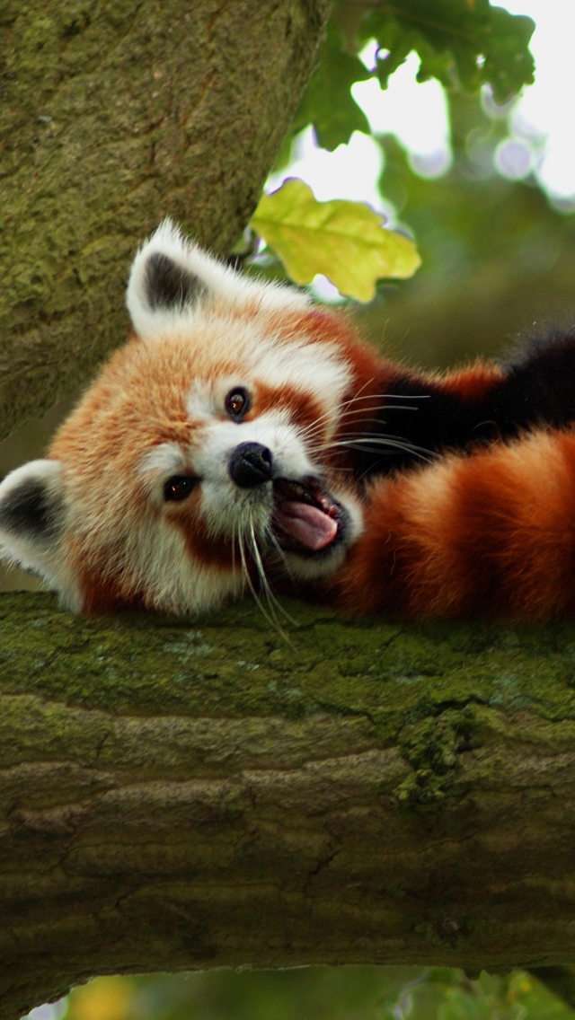 Обои Red Panda Yawning 640x1136