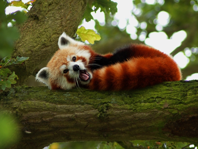 Обои Red Panda Yawning 640x480