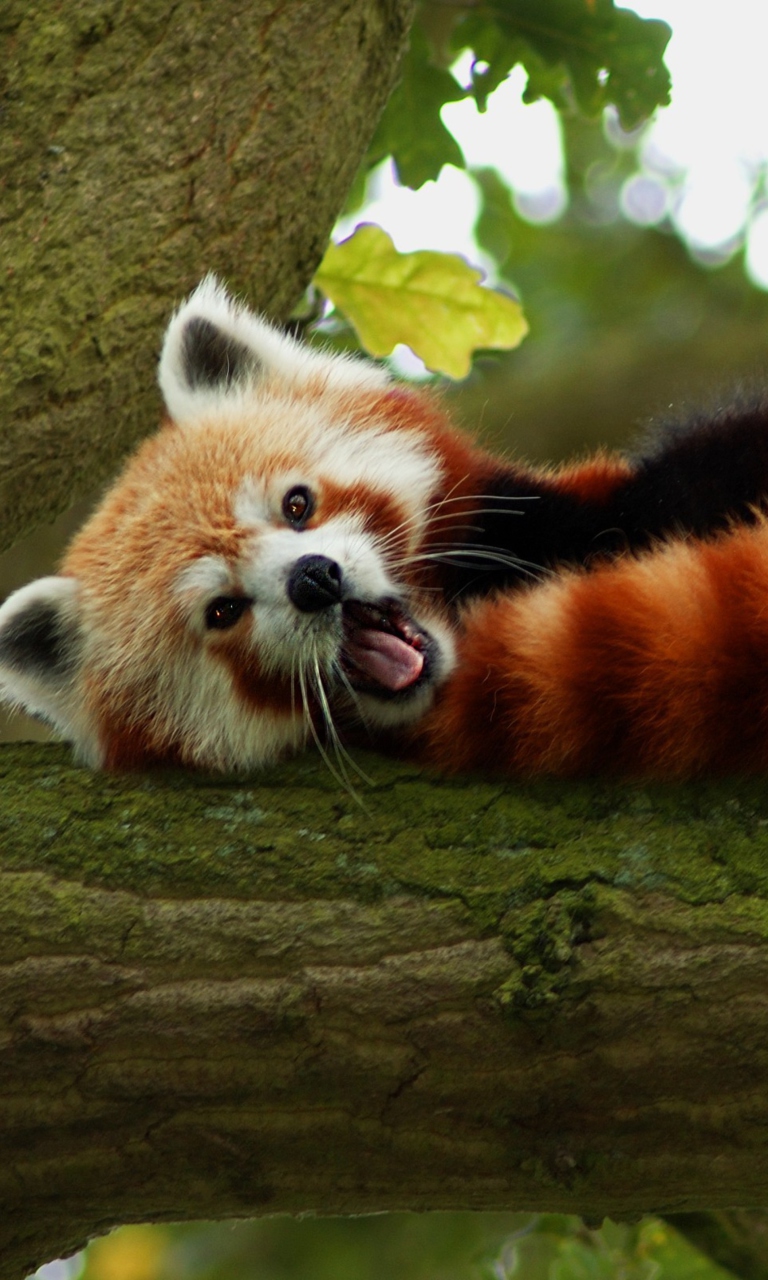 Обои Red Panda Yawning 768x1280