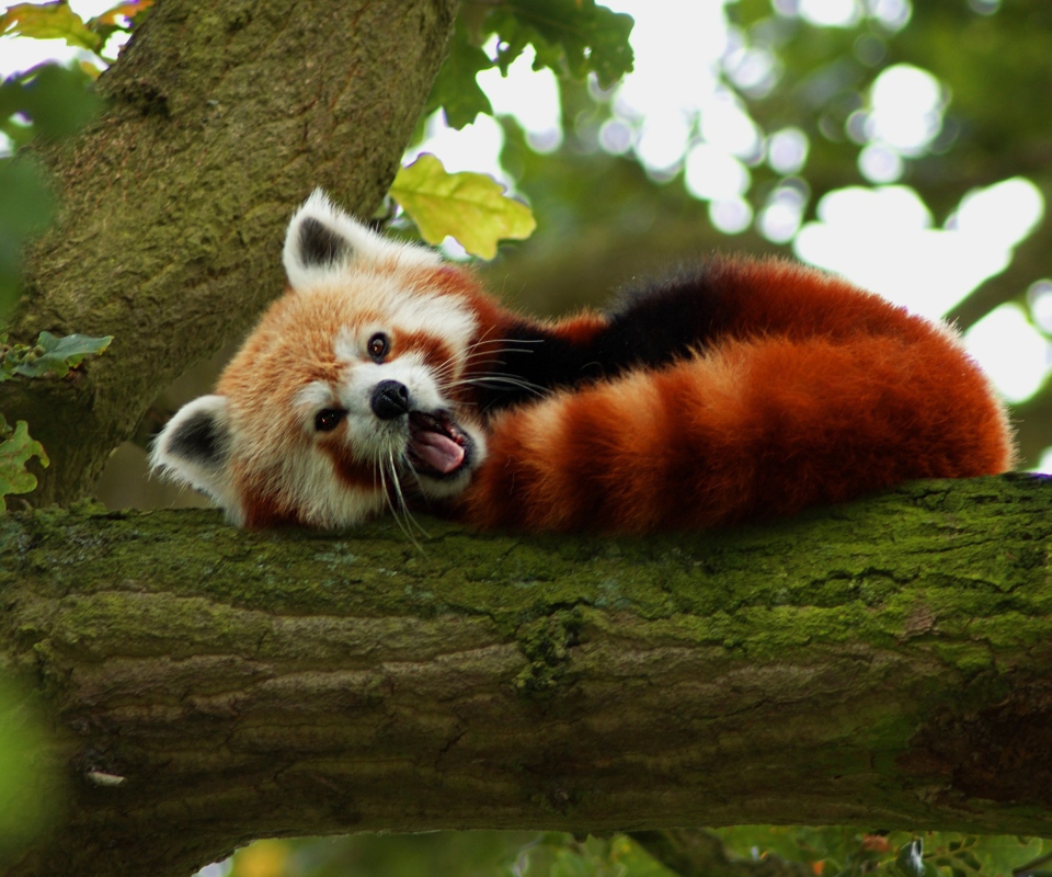 Обои Red Panda Yawning 960x800