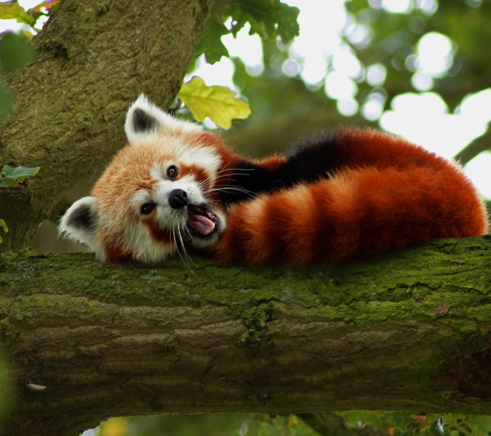 Обои Red Panda Yawning 960x854