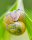 Fondo de pantalla Snail 128x160