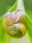 Snail screenshot #1 132x176