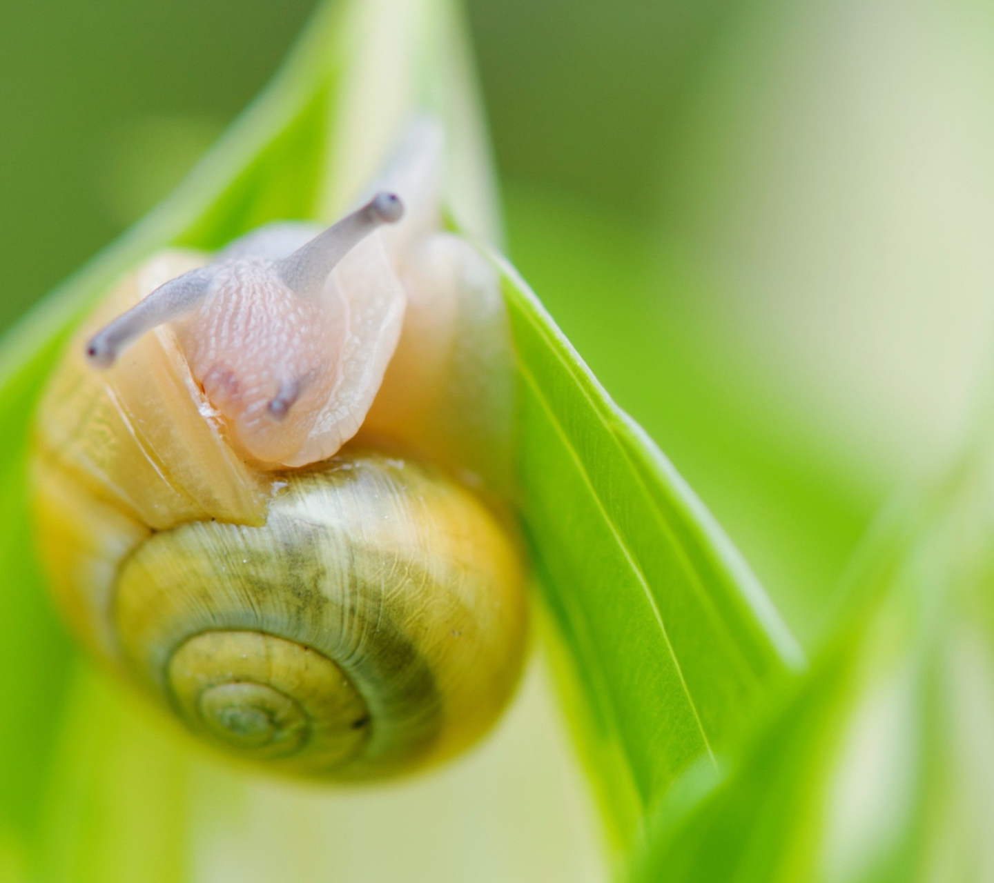 Fondo de pantalla Snail 1440x1280