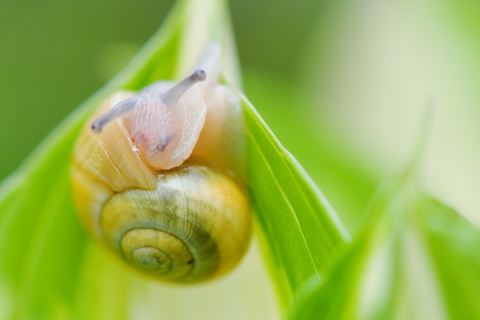 Das Snail Wallpaper 480x320