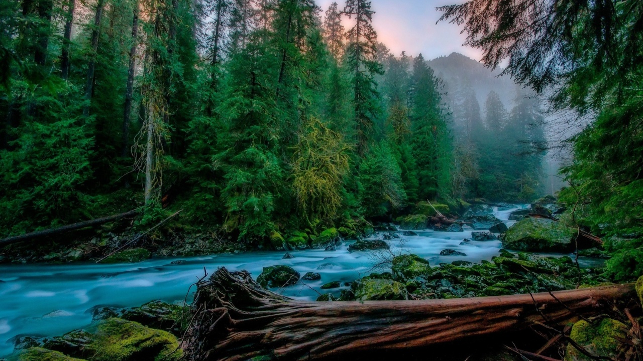 Das Forest River Wallpaper 1280x720