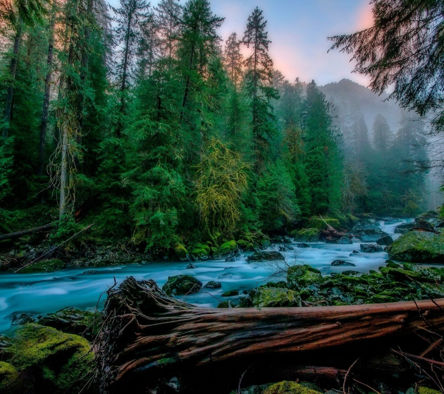 Das Forest River Wallpaper 1440x1280