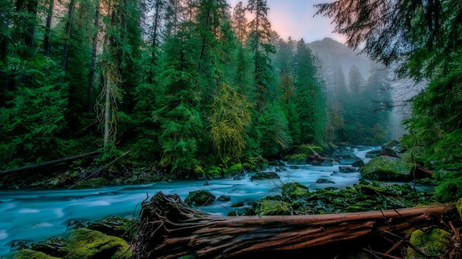 Forest River screenshot #1 1600x900