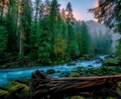 Forest River wallpaper 176x144