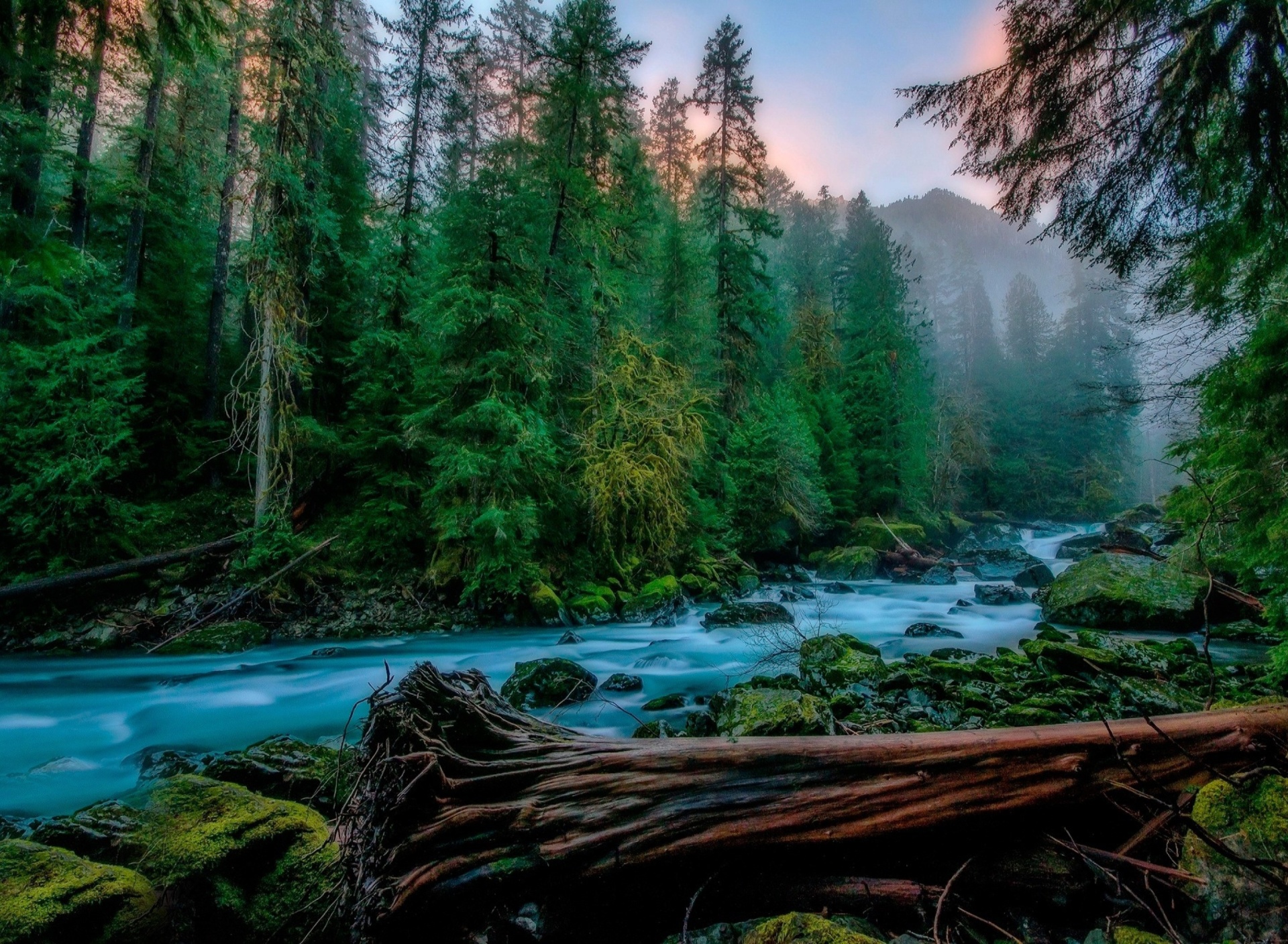 Forest River wallpaper 1920x1408