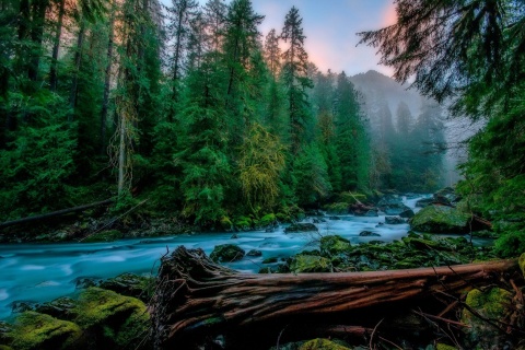 Forest River wallpaper 480x320