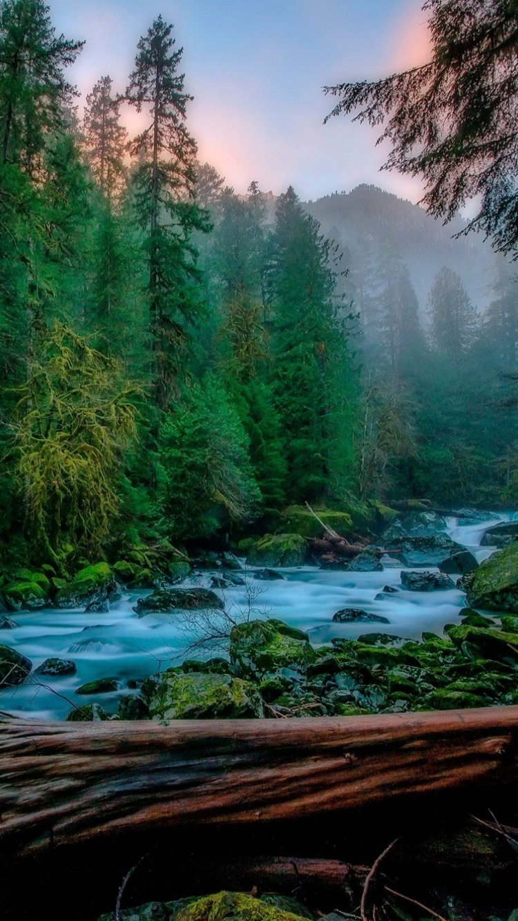 Forest River wallpaper 750x1334
