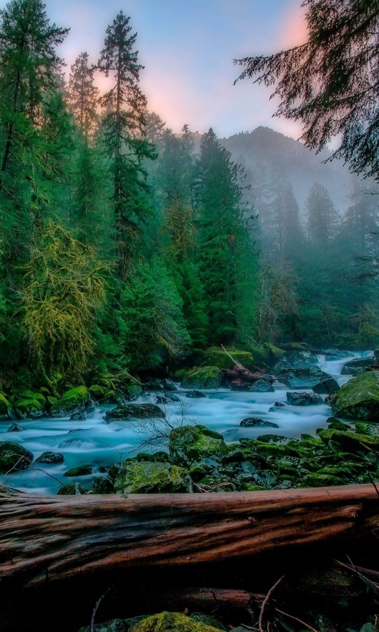 Forest River wallpaper 768x1280