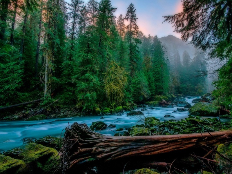 Forest River wallpaper 800x600