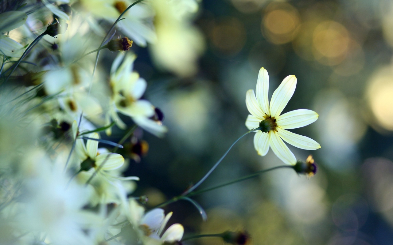 White Flowers screenshot #1 1280x800