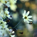 White Flowers screenshot #1 128x128