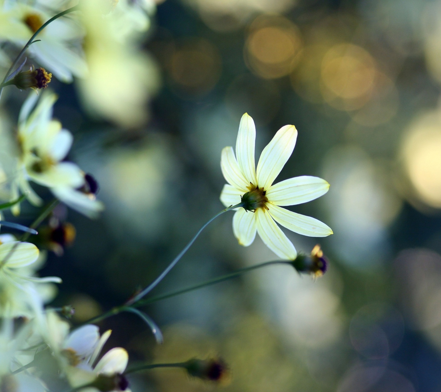 White Flowers screenshot #1 1440x1280
