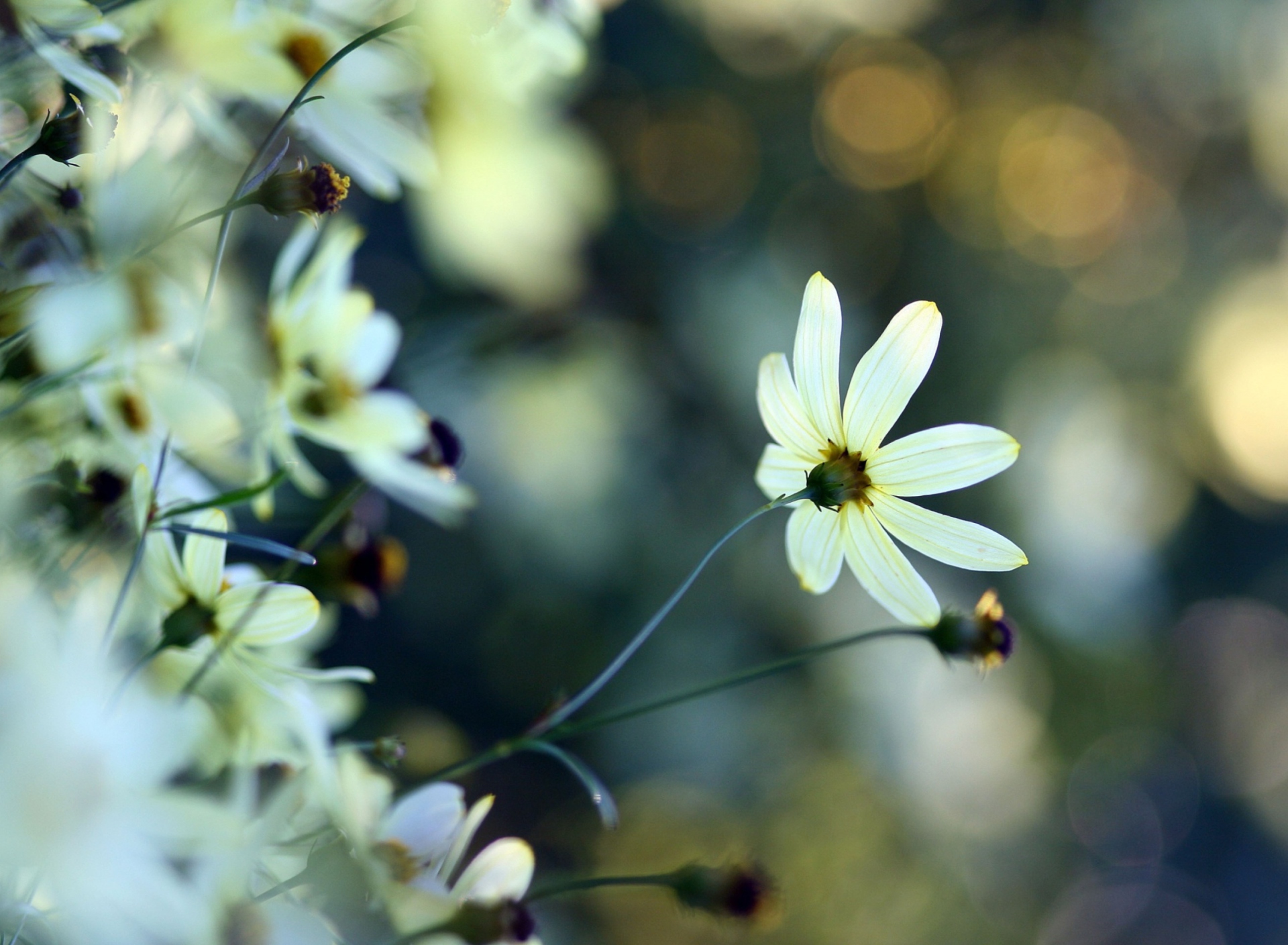 White Flowers screenshot #1 1920x1408