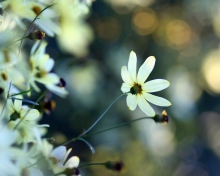 Sfondi White Flowers 220x176