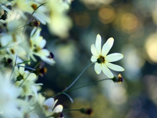 Sfondi White Flowers 320x240