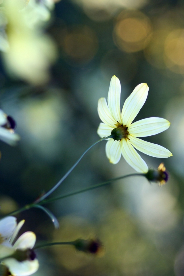 White Flowers screenshot #1 640x960