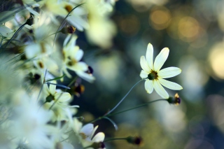 White Flowers sfondi gratuiti per LG Optimus EX SU880