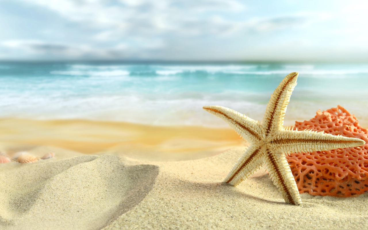 Fondo de pantalla Starfish On Beach 1280x800