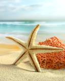 Sfondi Starfish On Beach 128x160