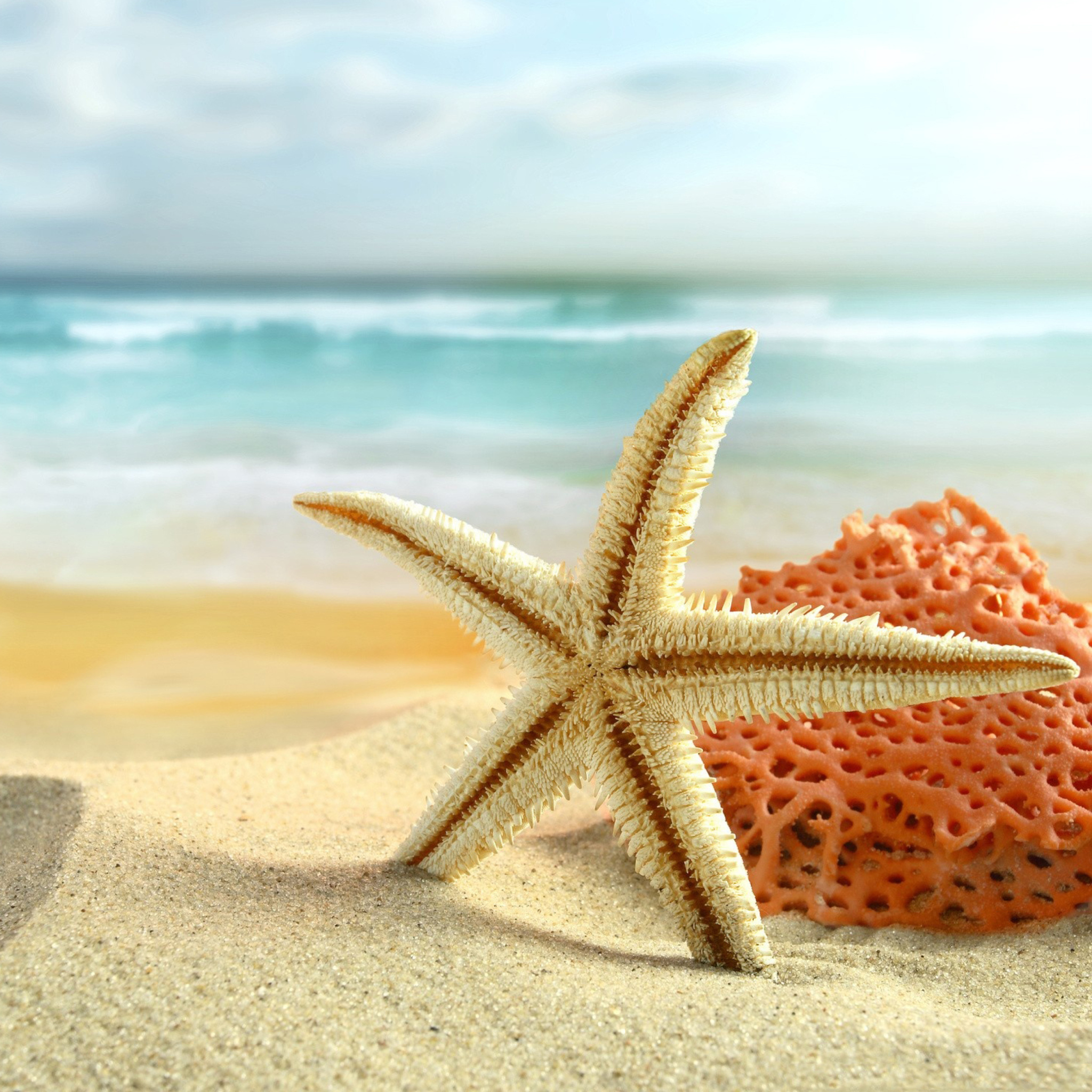 Sfondi Starfish On Beach 2048x2048