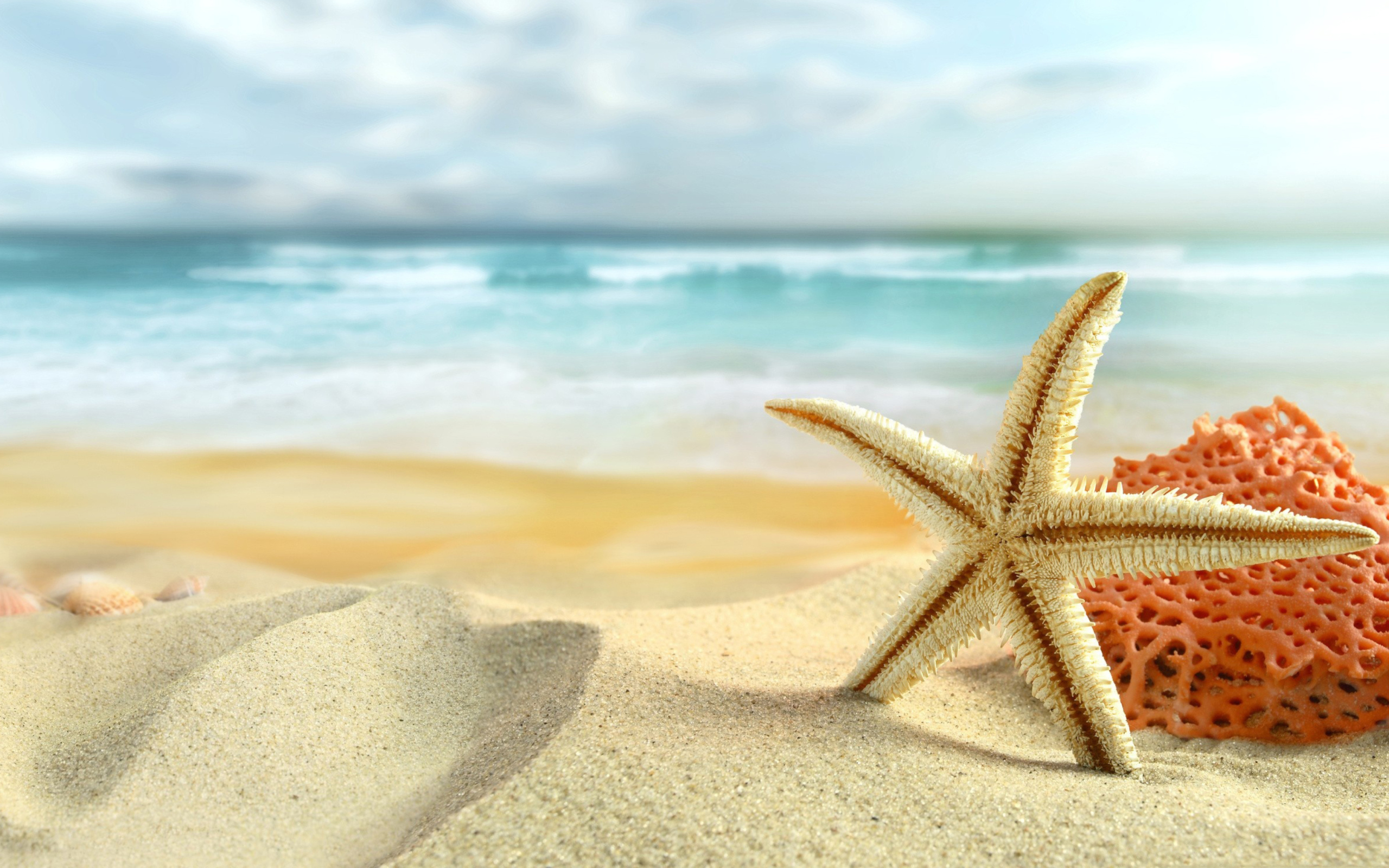 Starfish On Beach wallpaper 2560x1600