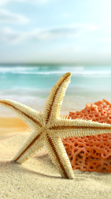 Обои Starfish On Beach 360x640