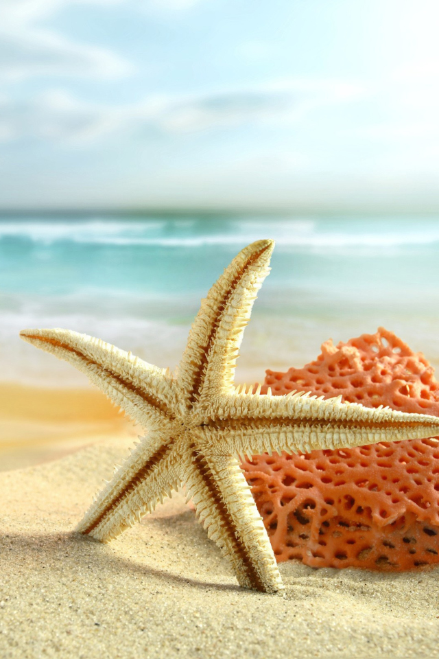 Das Starfish On Beach Wallpaper 640x960