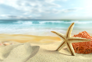 Starfish On Beach - Obrázkek zdarma pro 1024x768