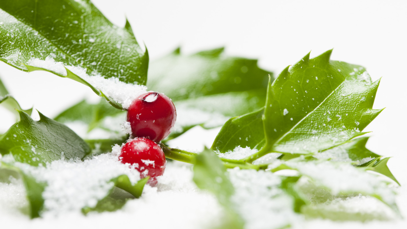 Обои Frozen Cranberries 1366x768