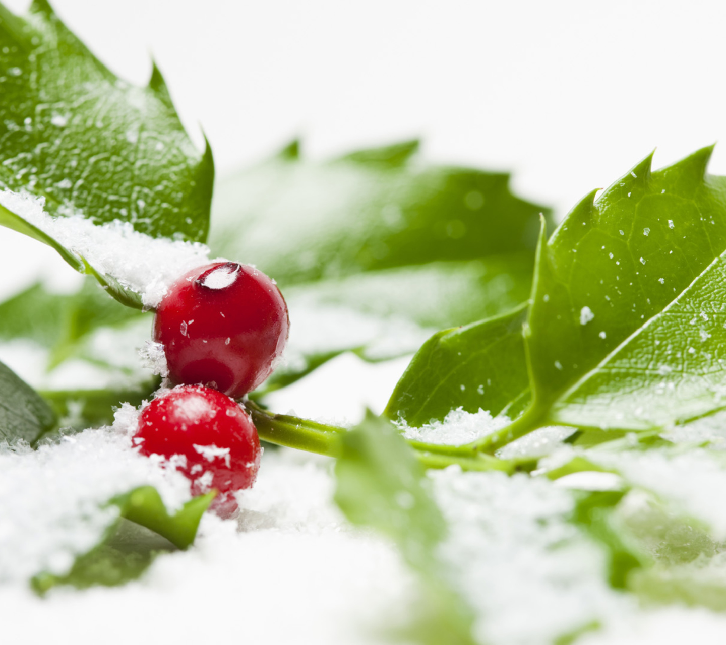 Frozen Cranberries wallpaper 1440x1280