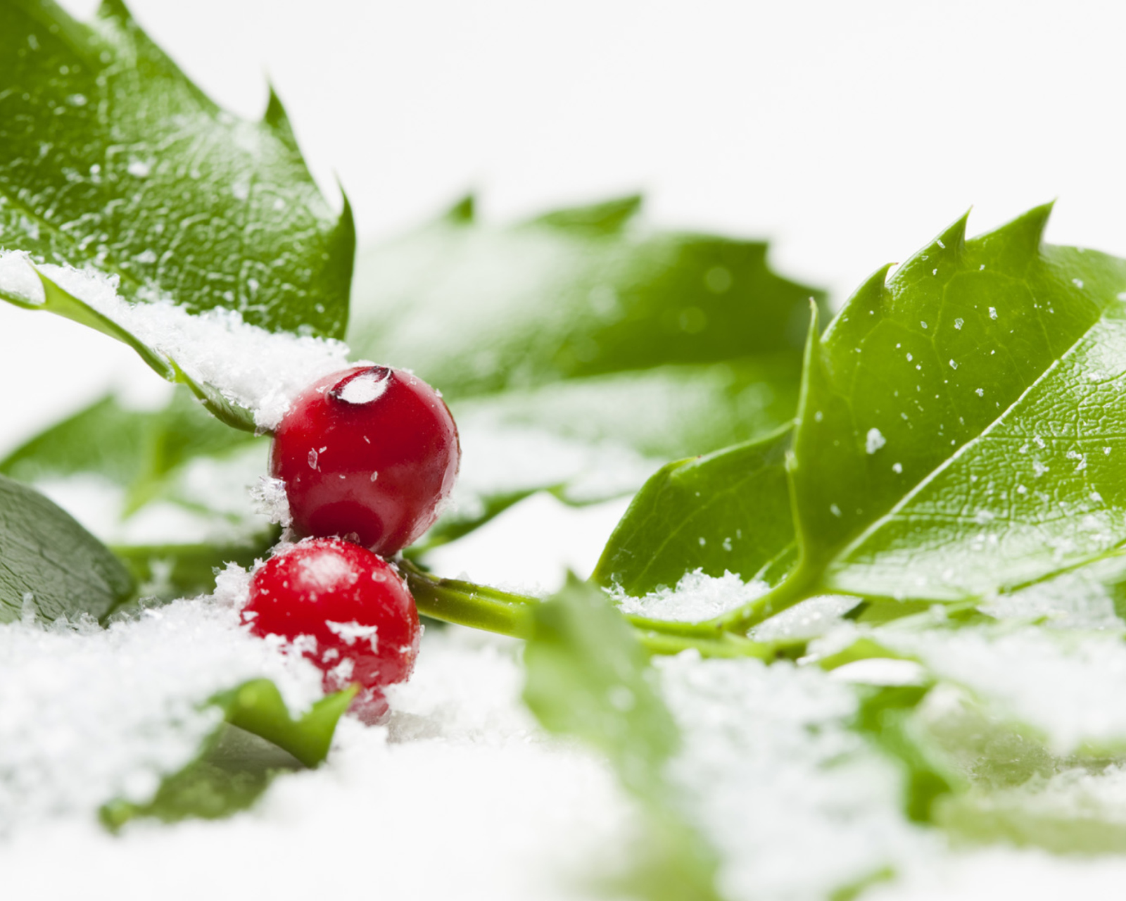 Frozen Cranberries wallpaper 1600x1280