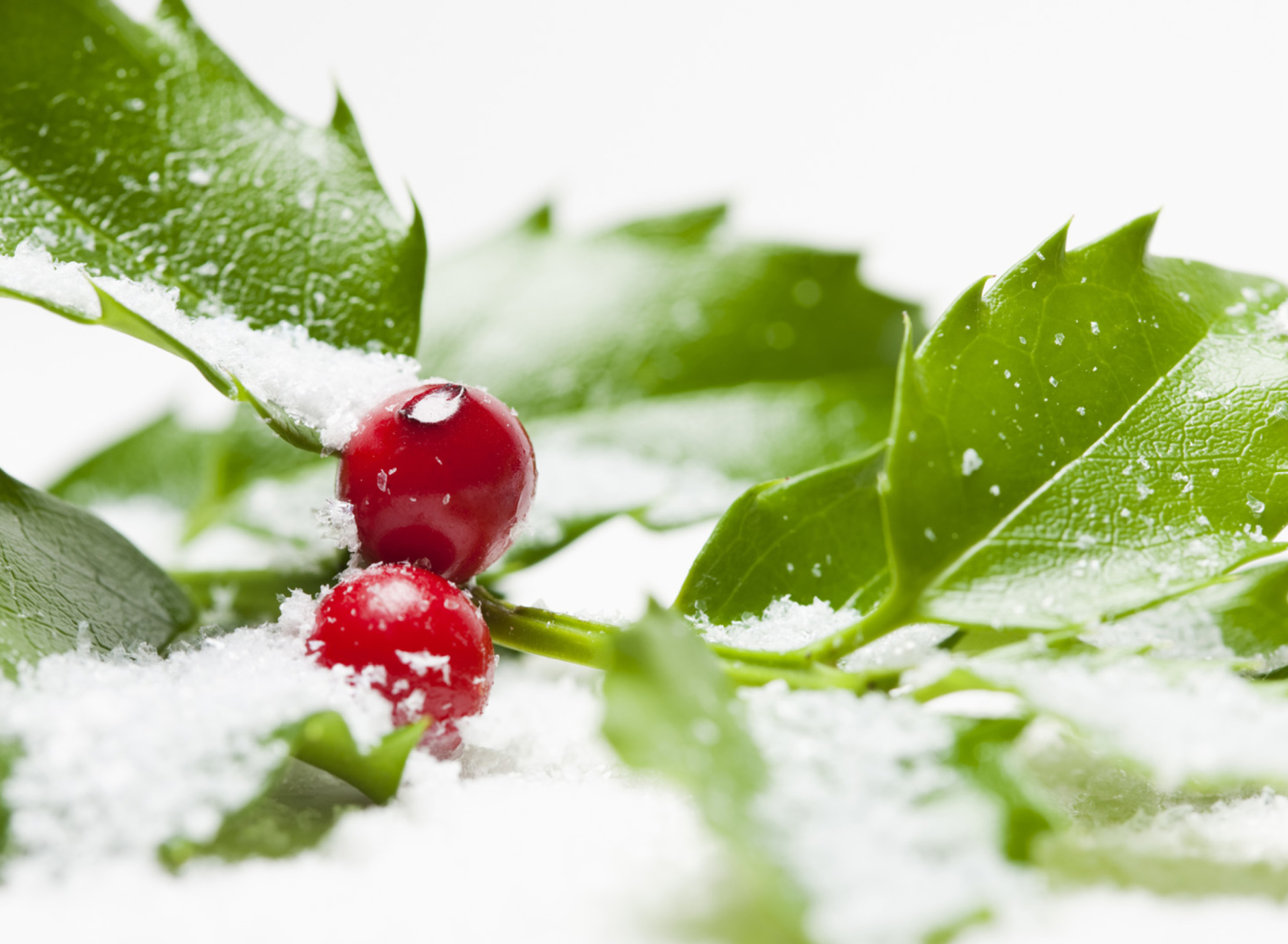 Sfondi Frozen Cranberries 1920x1408