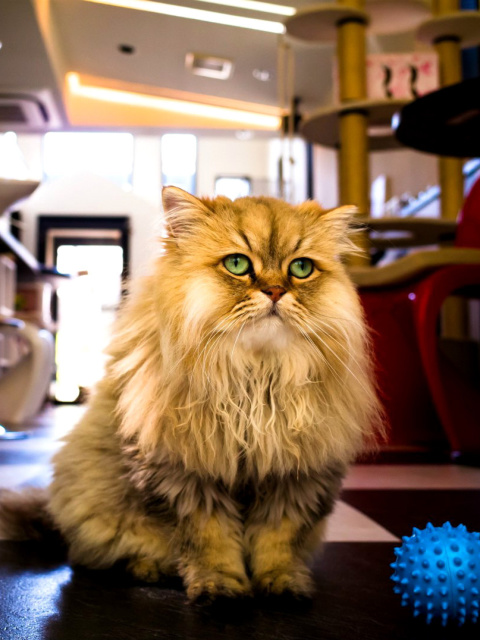 Shaggy Cat screenshot #1 480x640